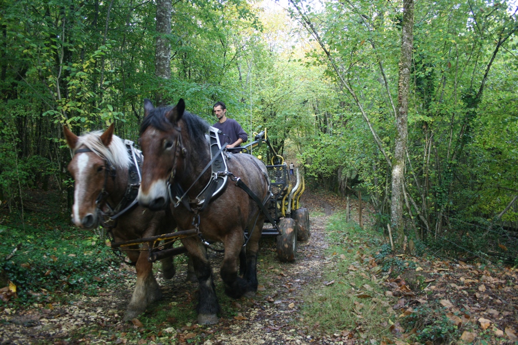 IMG_0246.JPG