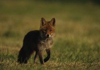 renard.jpg
