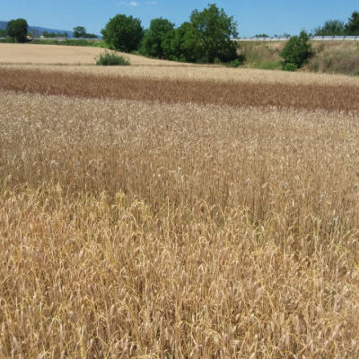 Du premier plan au dernier plan : blé miracle, blé de Galice, blé de Perse, et blé Kamout © Ferme Moyses